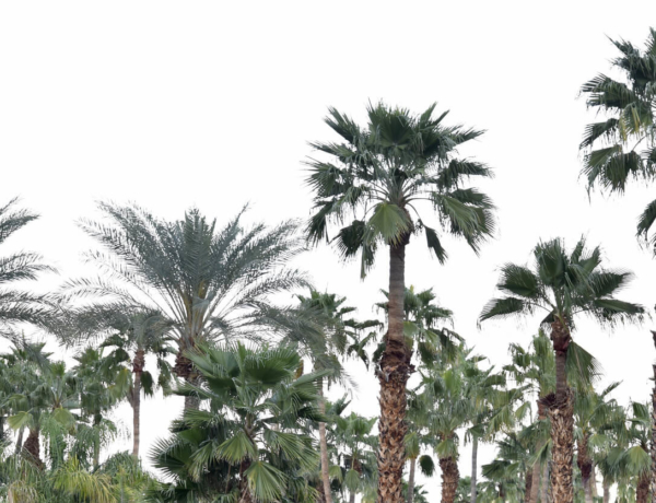 Palm Springs, Tanesha Awasthi