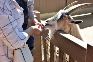 Petting Zoo, Feeding Goats