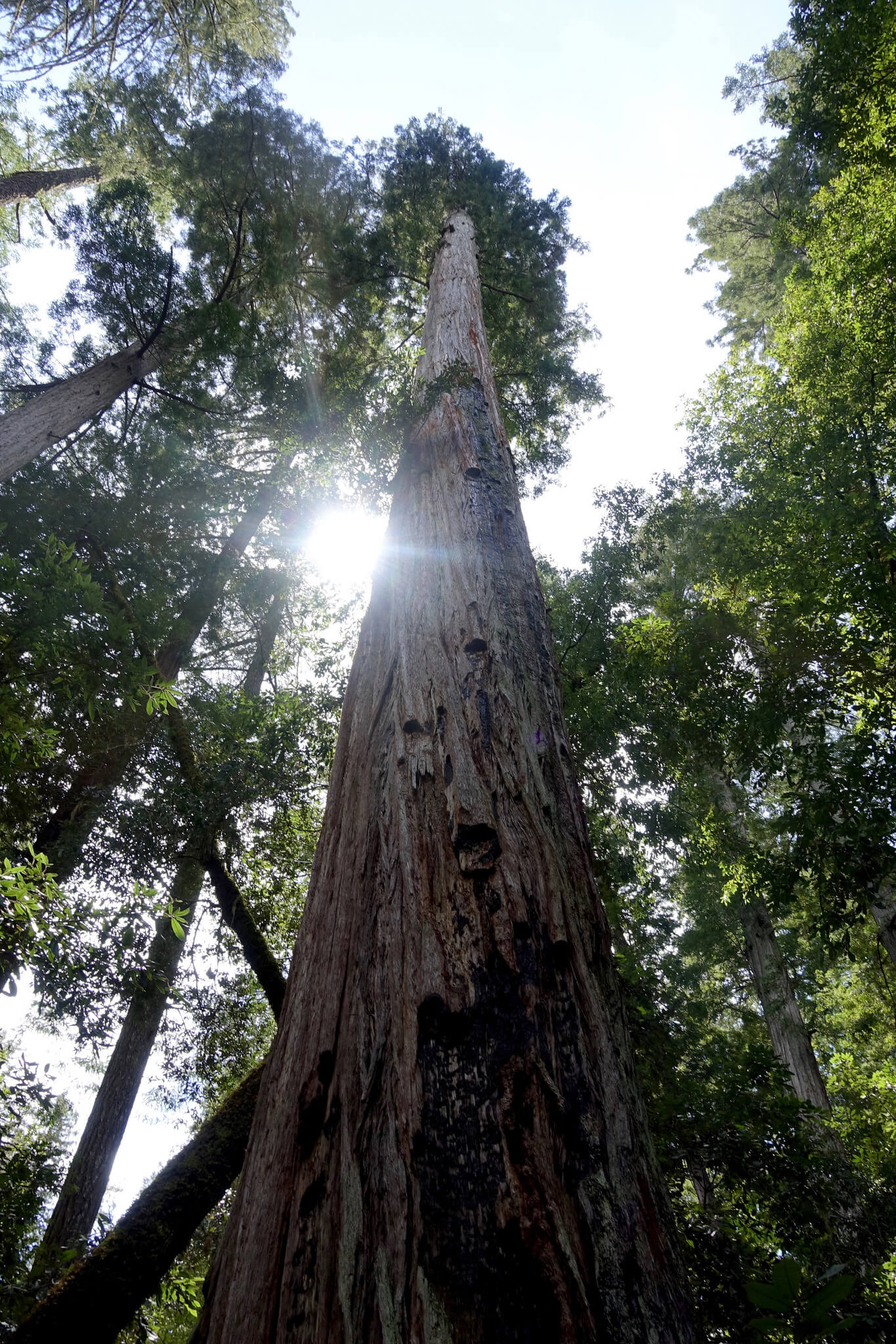 Big Basin Redwoods, Tanesha Awasthi