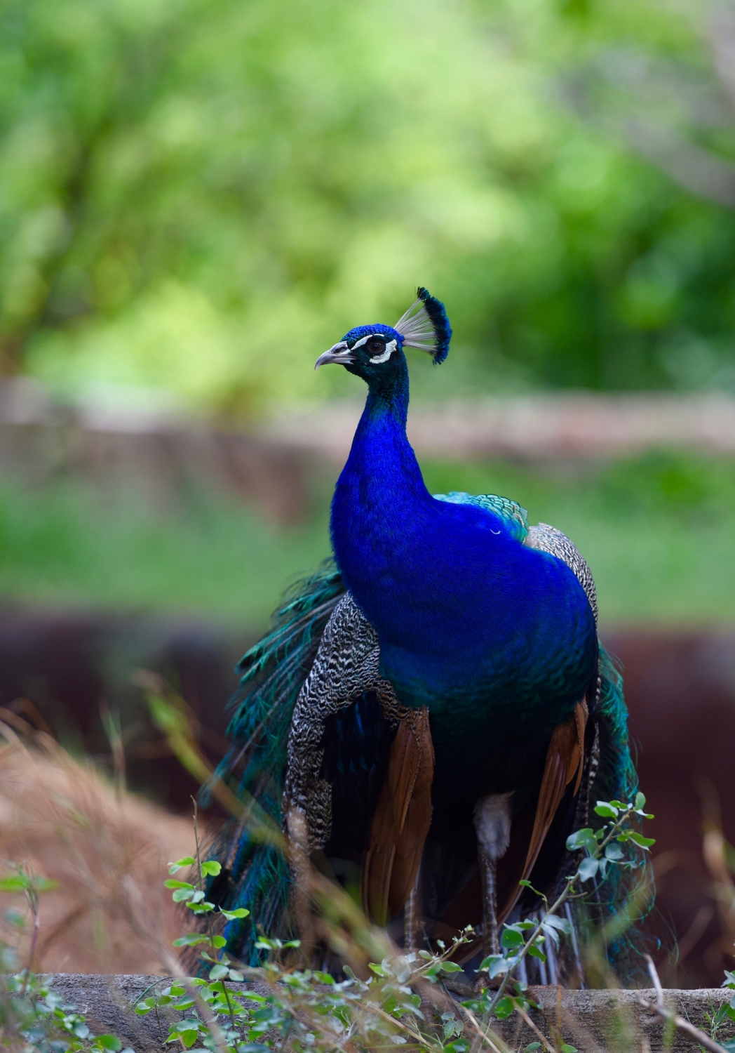 Honolulu Zoo