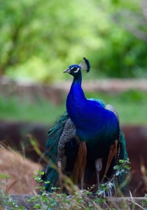 Peacock at the Honolulu Zoo