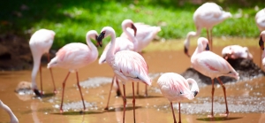 Flamingos by Dave Awasthi