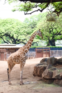Giraffe, Honolulu Zoo