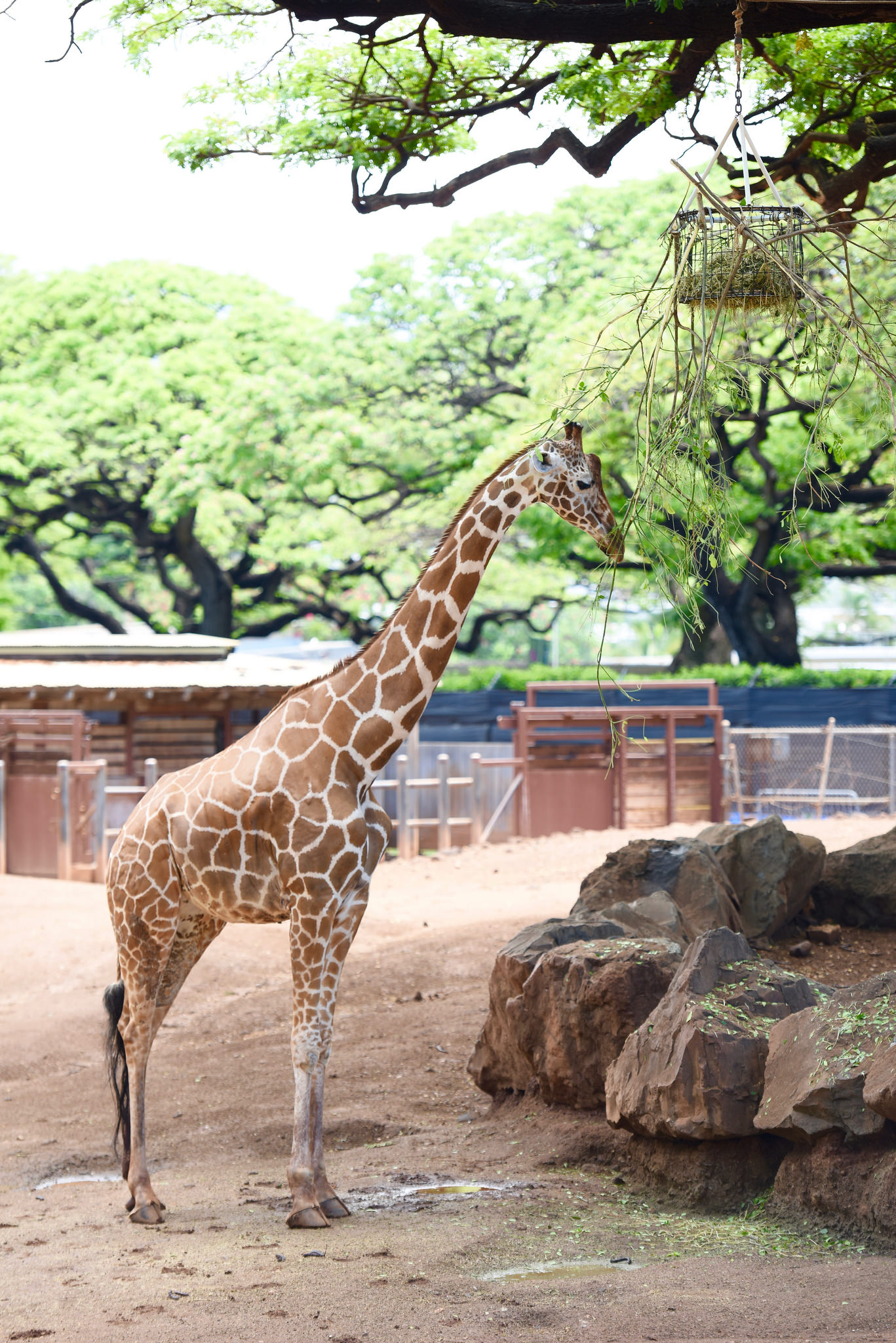Giraffe, Honolulu Zoo