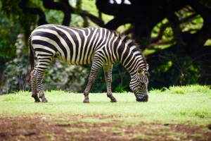 Zebra at the Honolulu Zoo